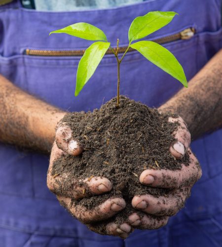 close up picture of gardener's hand holding the sapling of the plant